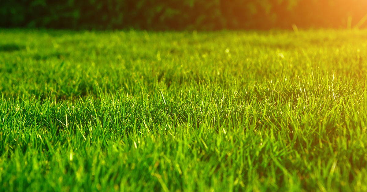 When and How To Aerate Your Lawn