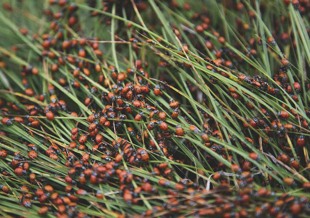 How to Combat Infestation of the Most Common Fall & Winter Pests