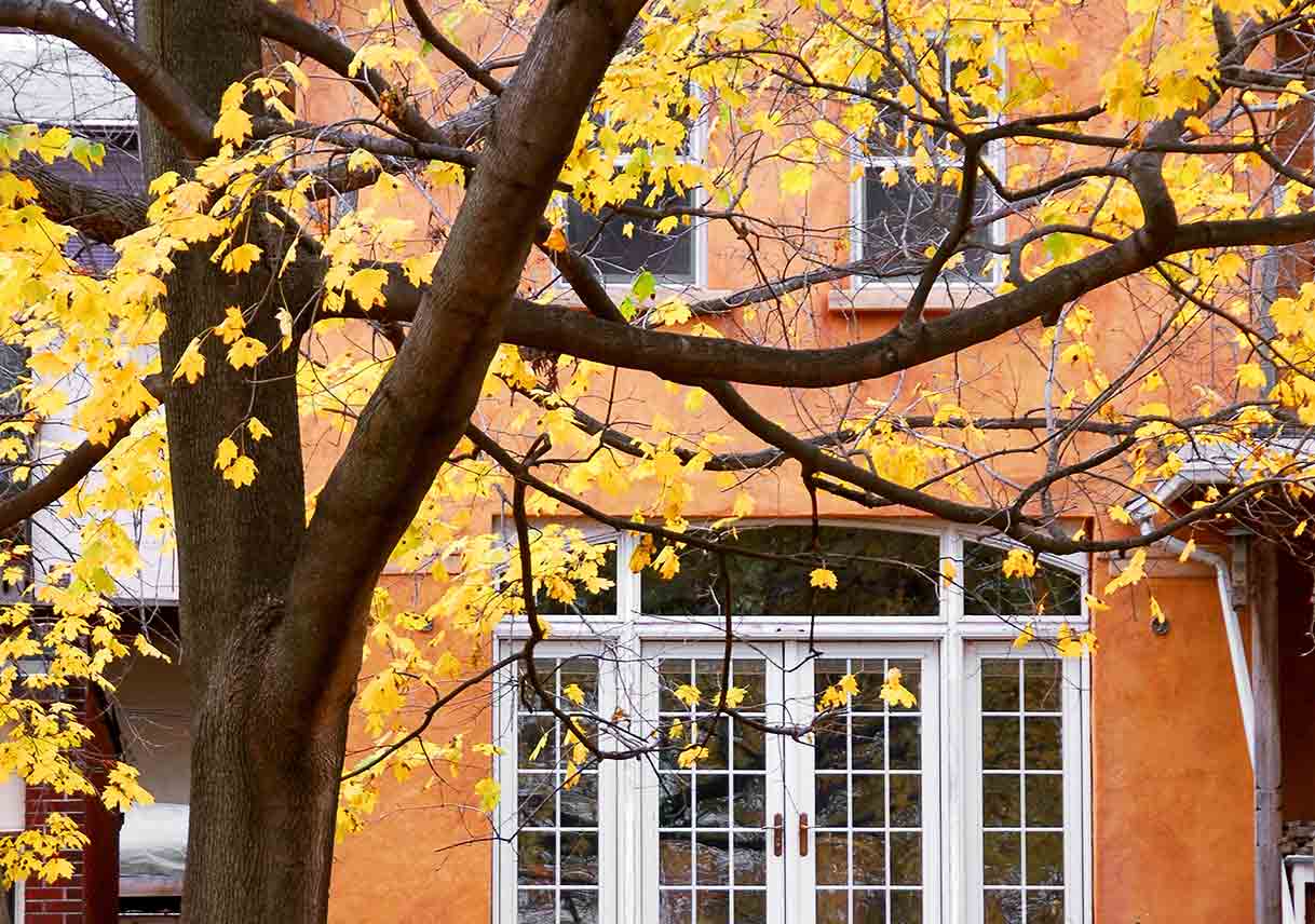 Types of Tree Damage