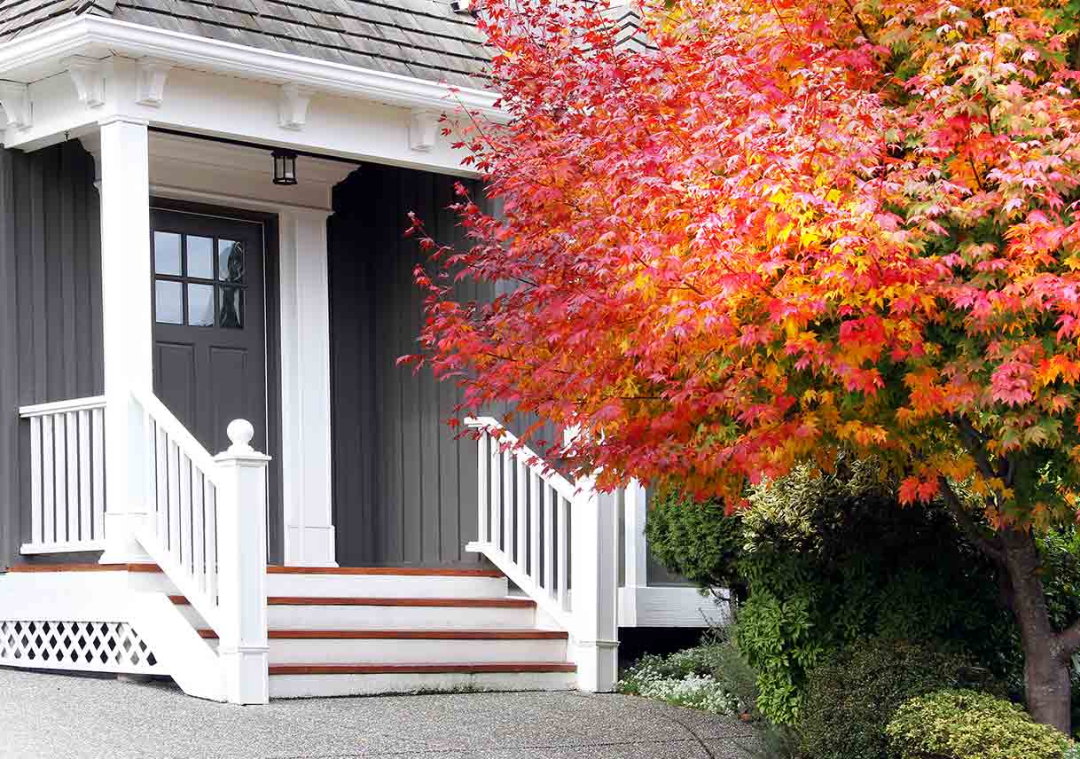 8 Best Trees for Gorgeous Fall Color