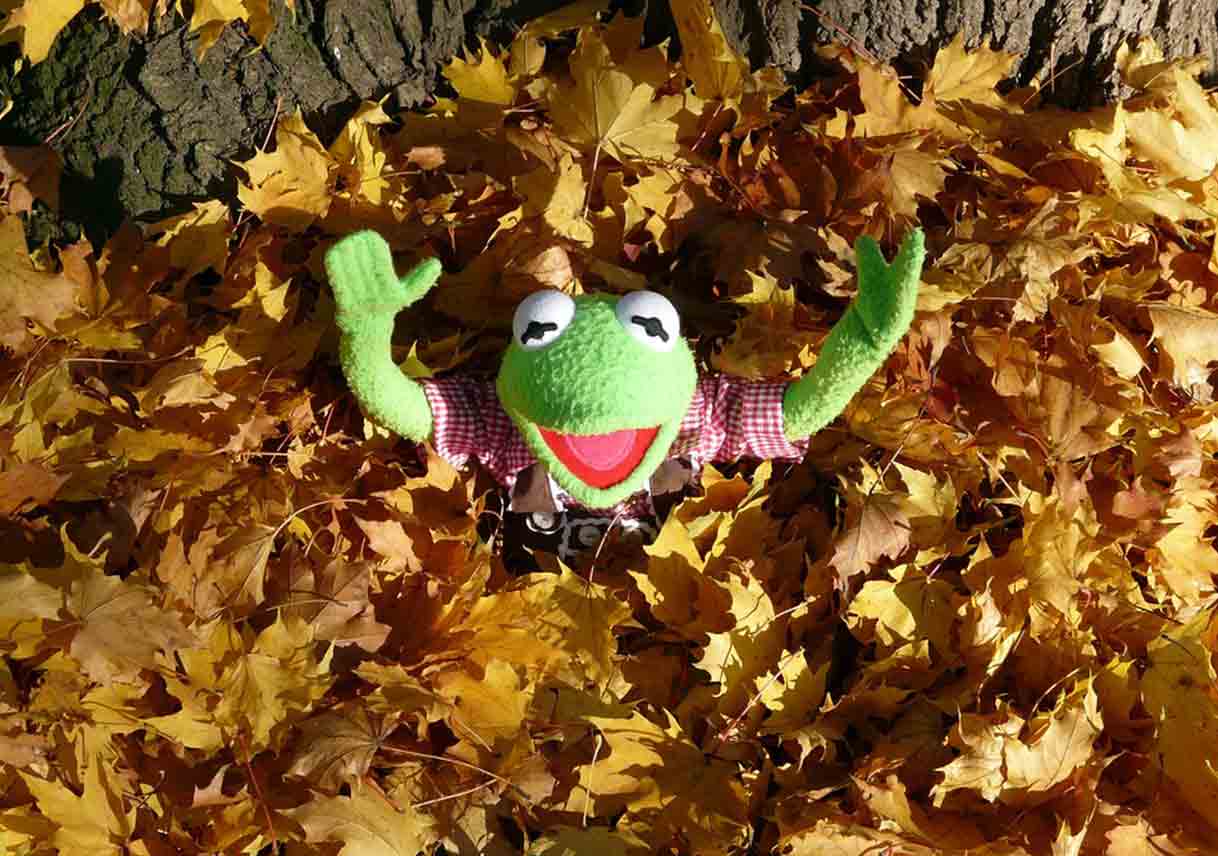 How to Safely Dispose of Fall Yard Waste