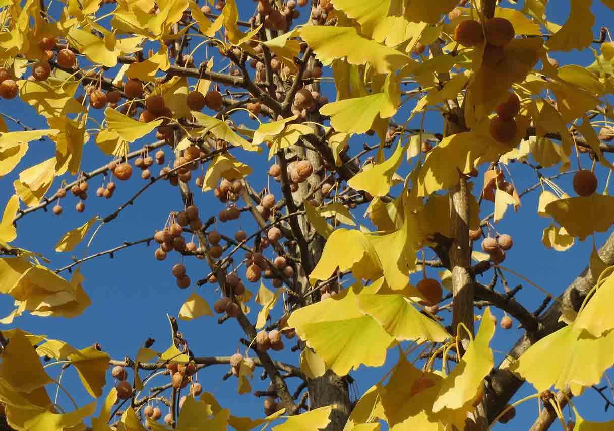Best Shade Trees for Resisting Insects and Diseases in Your Georgia Yard