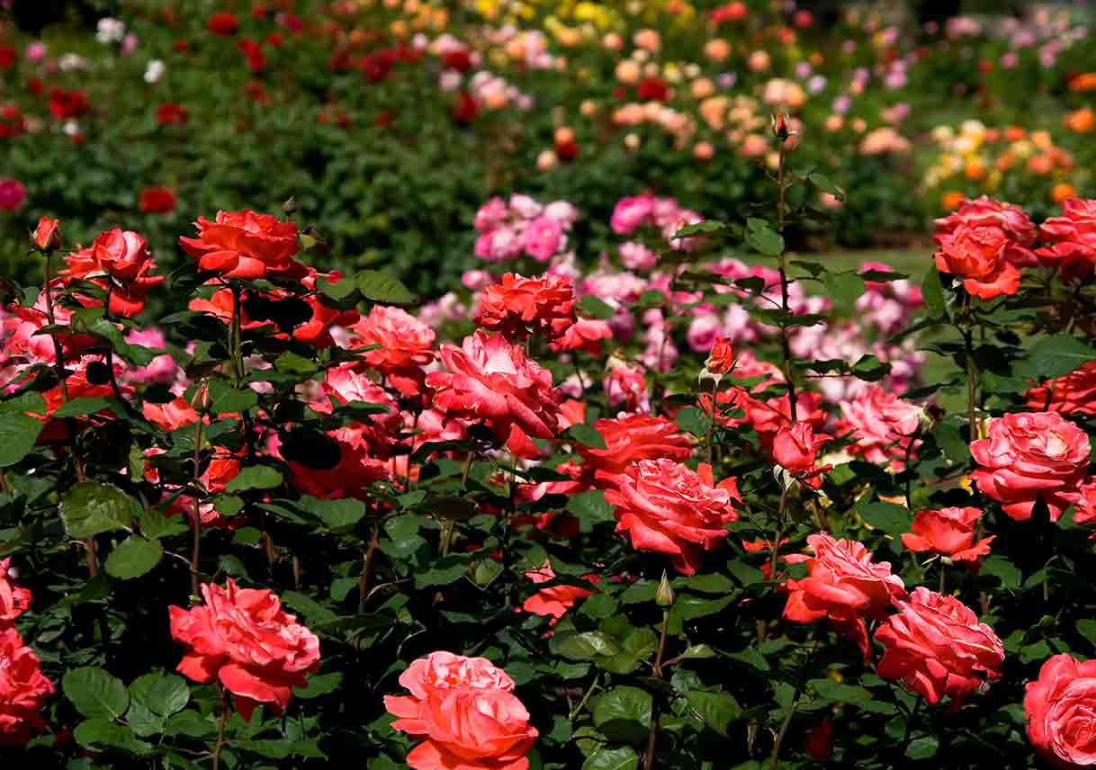Tending to Rose Gardens in National Rose Month