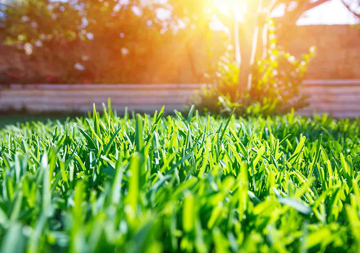 3 Truths About “Miracle” Lawn Care Products