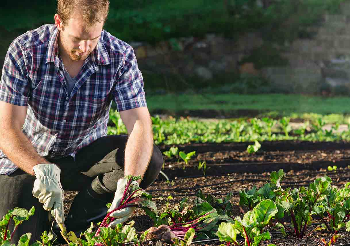 A Beginner’s Guide to Urban Homesteading