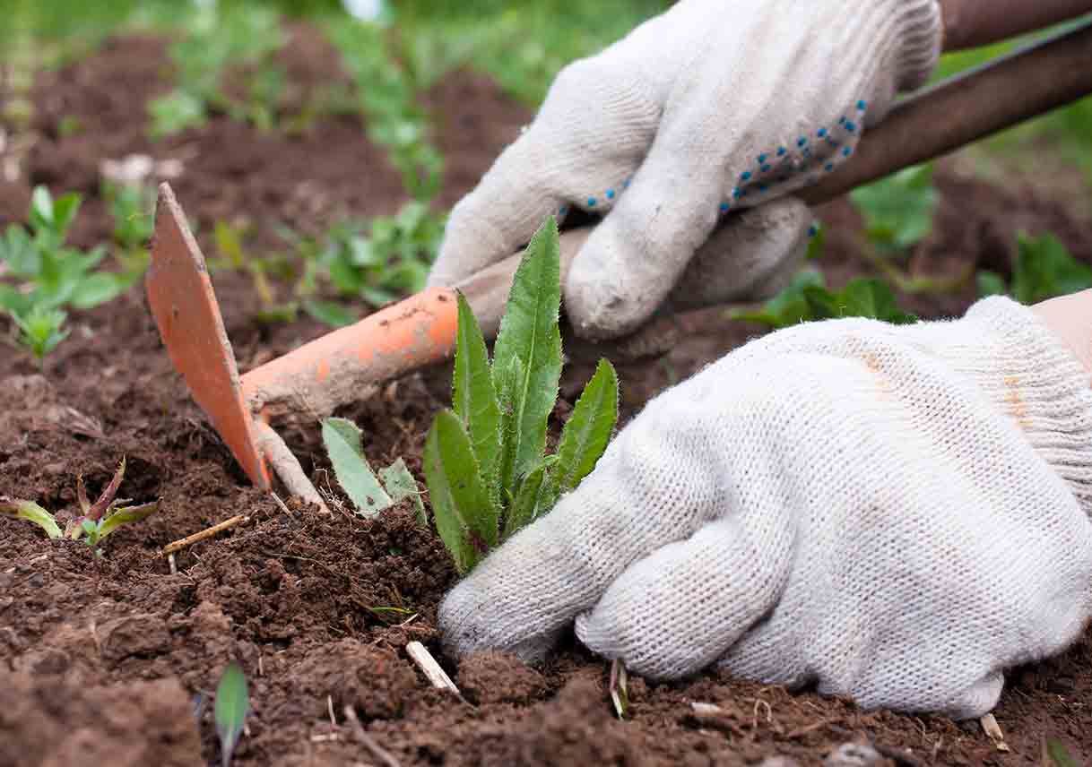 Let Your Garden Keep These 7 Weeds Best Pick Reports