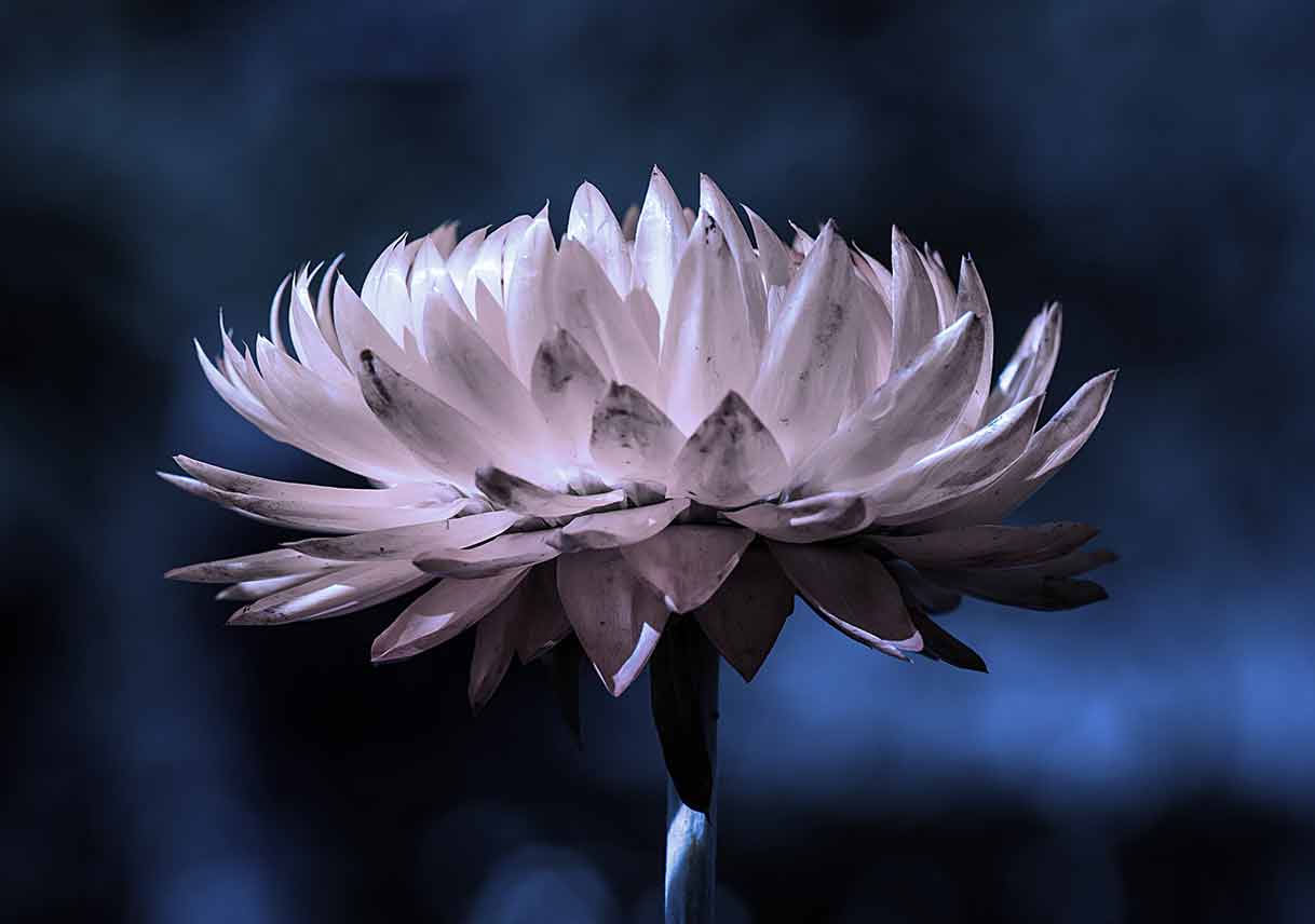 Moon Gardens: A How-To Guide for Night Owls with Green Thumbs