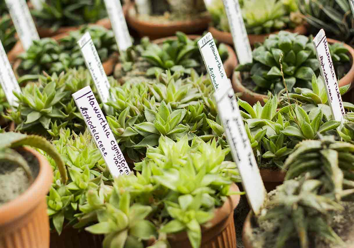 Container Gardening 101: Grow Your Own Food