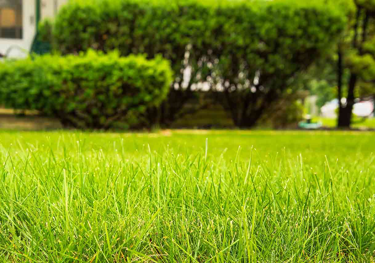 How to Maintain a Healthy Lawn During a Drought