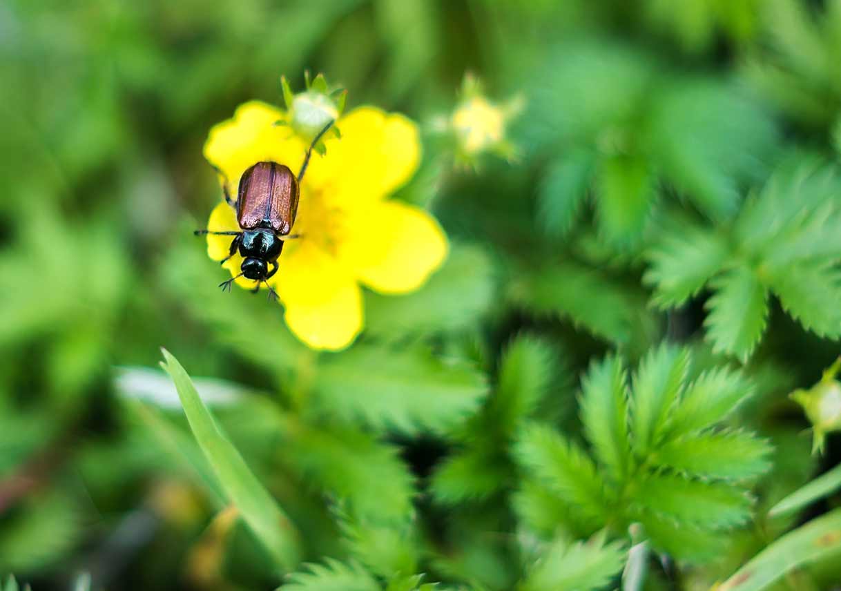 6 Spring Pests You Don’t Want on Your Plants