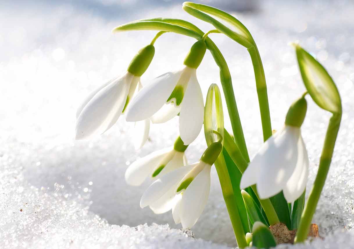 How to Protect Your Plants This Winter