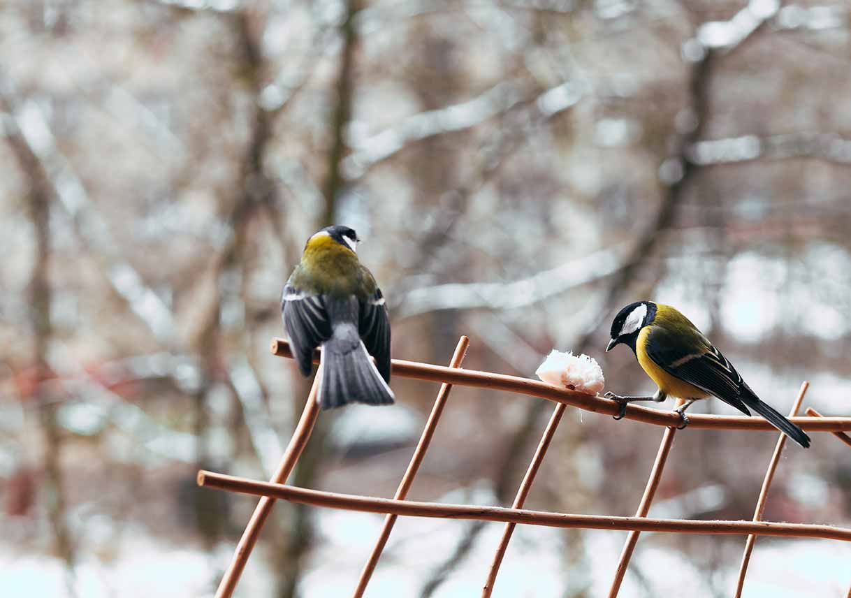 Critters to Welcome During the Winter Months