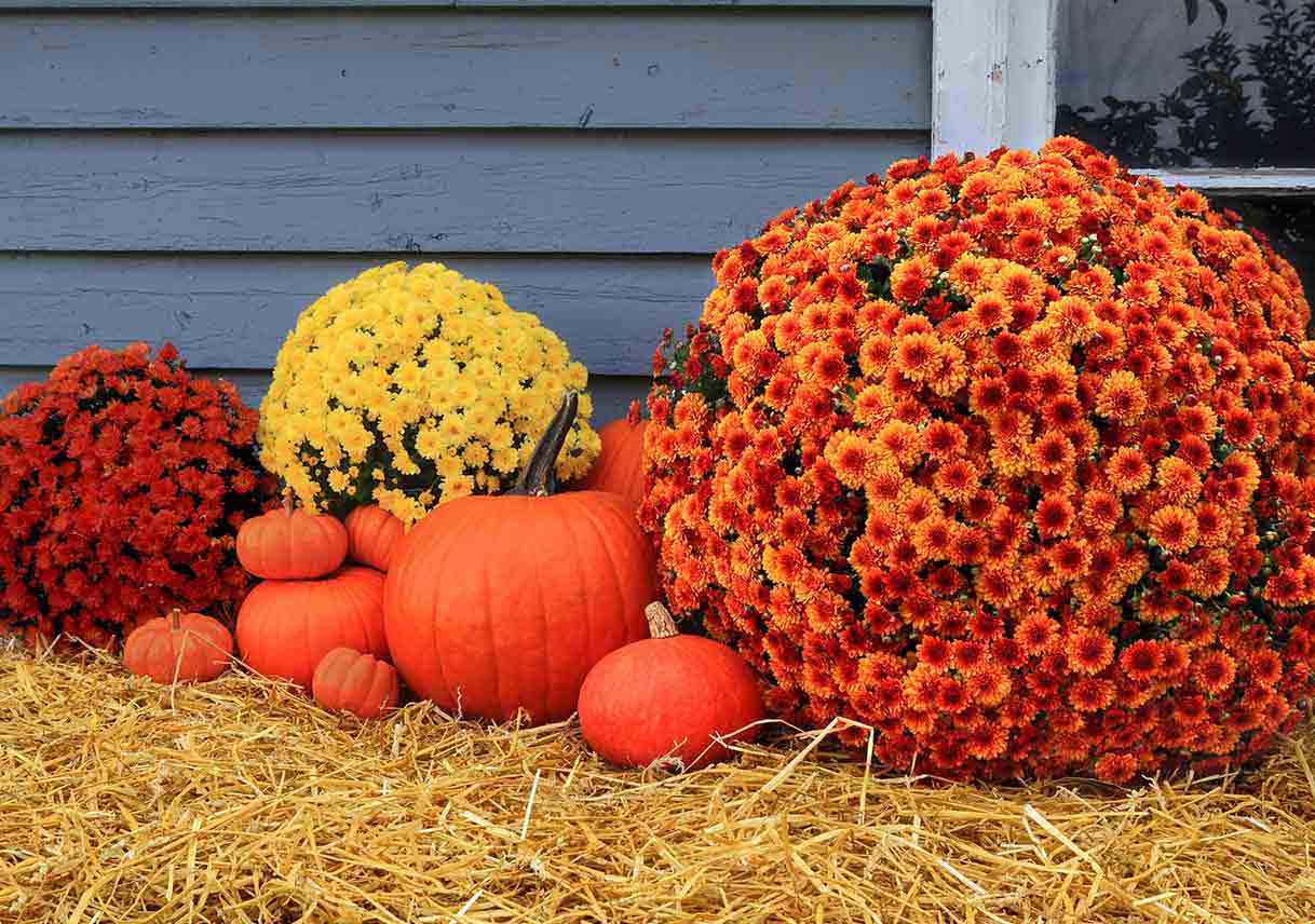 Fall Gardening Projects