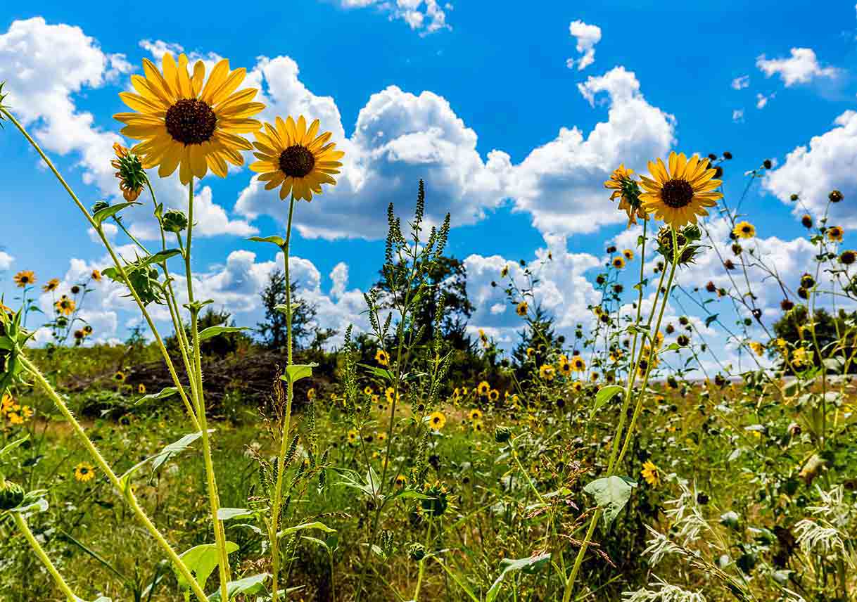 Fun Jewelry Your Kids Can Make With Backyard Weeds