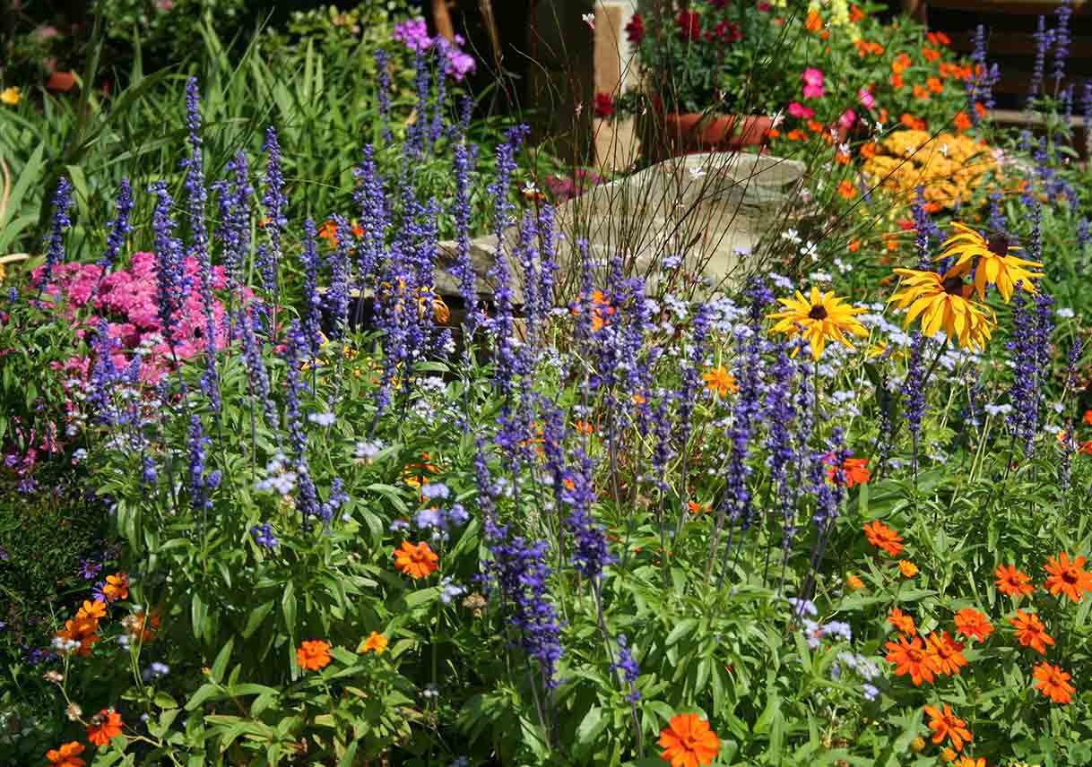 Easy Plants for Any Climate