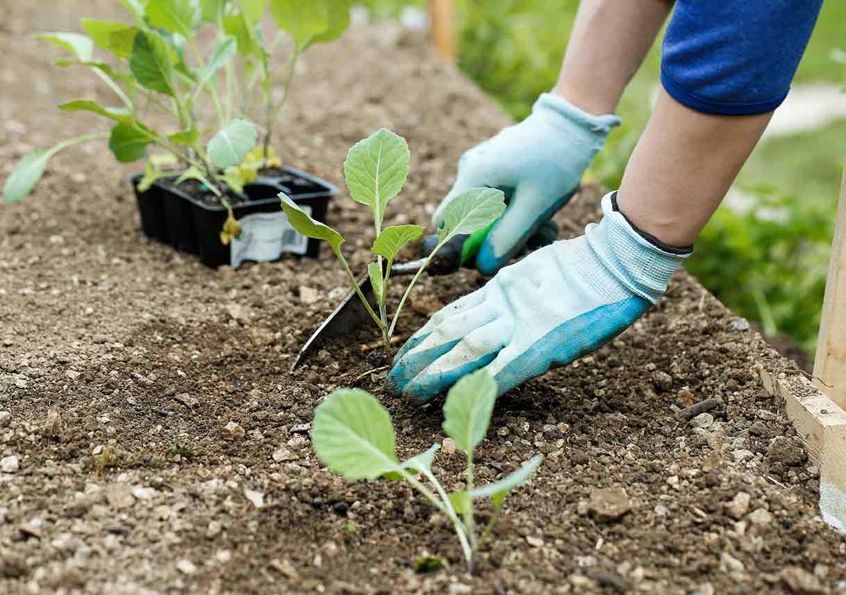 Infographic on Planting Fall Herbs and Veggies