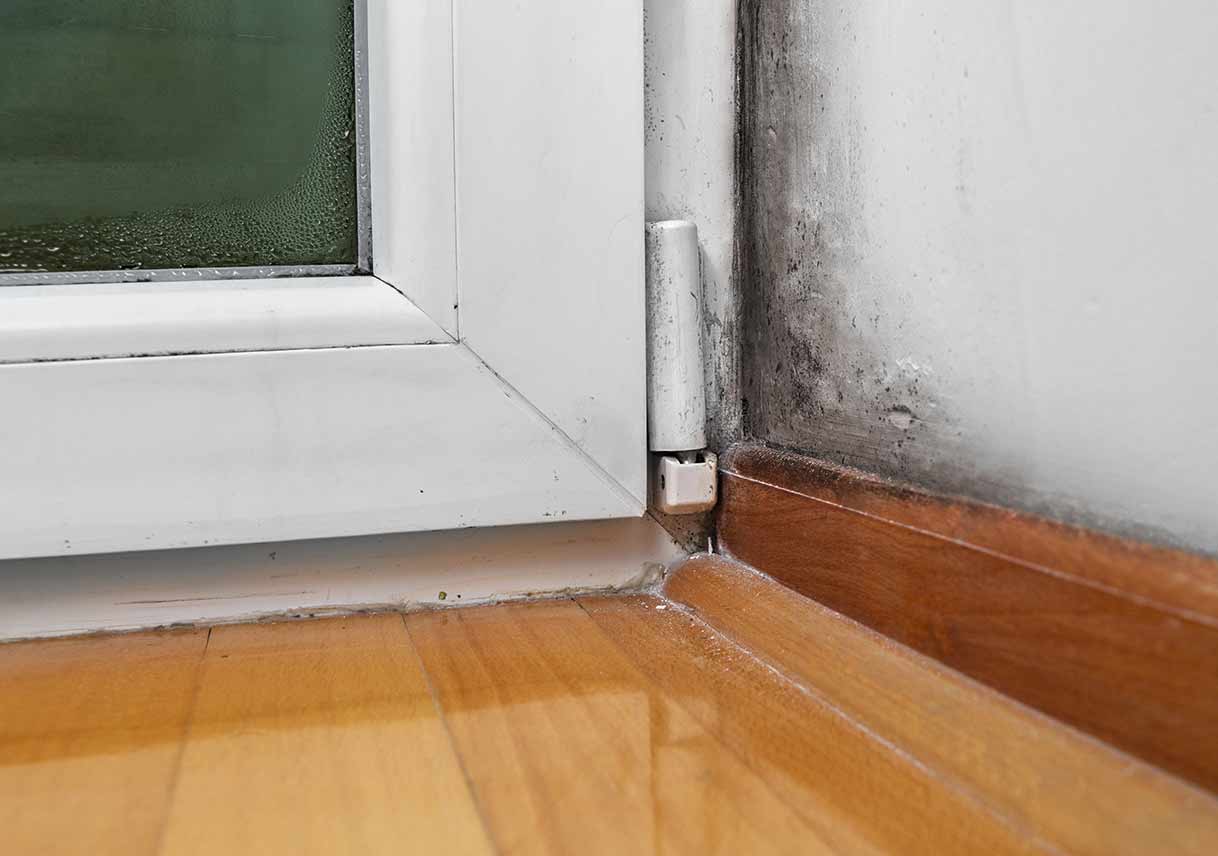 Signs Your Home Might Have Mold Best Pick Reports