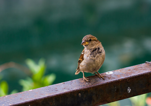 Why Birds Should Be the Next Addition to Your Yard