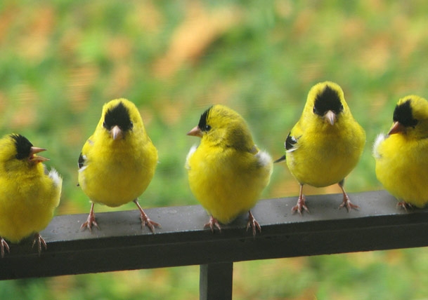 How to Attract Birds to Your Outdoor Living Space