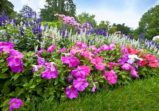 Know the Differences Between Annuals and Perennials [Infographic]