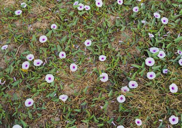 Get Rid of Weeds! (Here’s Why)