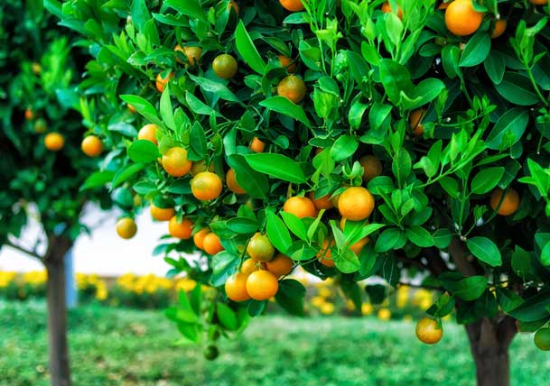 Fruit Tree Planting 101