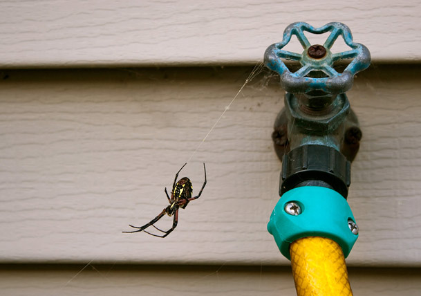How to Get Rid of Spiders Naturally