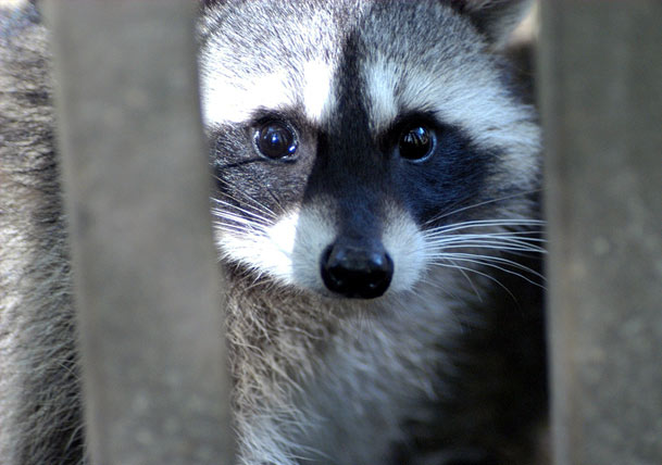 4 Potential Hazards Living in Your Crawl Space