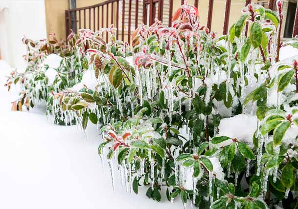 Don’t Let the Snow Bully Your Garden This Winter