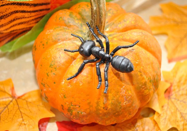 Pesky Pixies: Ward Off These 3 Autumnal Pests