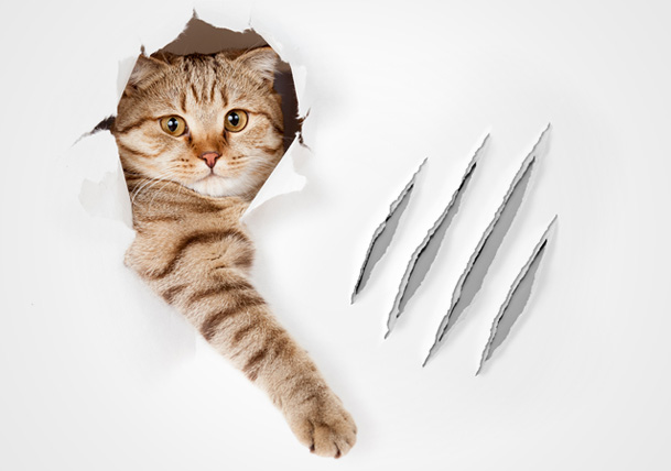 When Werewolves Attack: Four Common Pet Damages and How to Repair Them