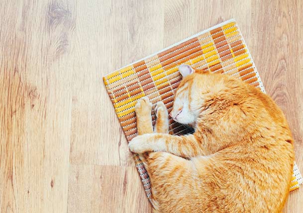 Laminate Flooring: Good Idea or Great Idea?