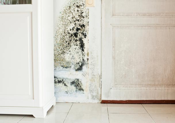 Black Mold 101