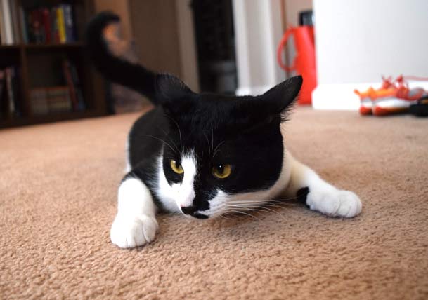 Cats: A Furry, Friendly Pest Control Option