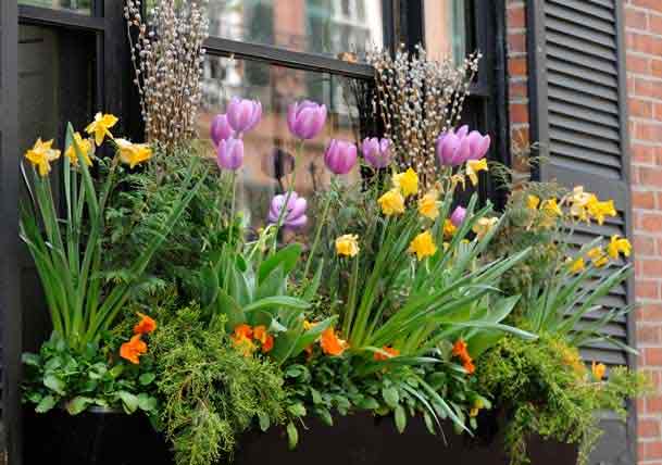 The Dos and Don’ts of Window Boxes