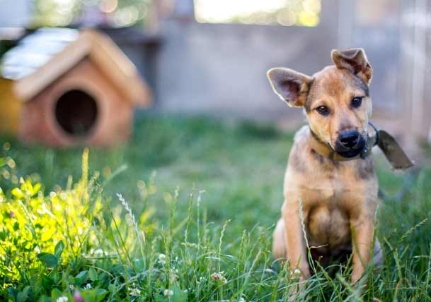 Create an Escape-Proof Yard for Your Canine Houdini