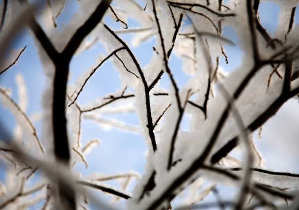 Help Your Trees Win the Battle Against Ice