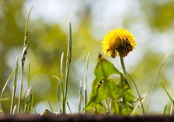 5 Things Your Neighbors Won’t Tell You About Your Yard