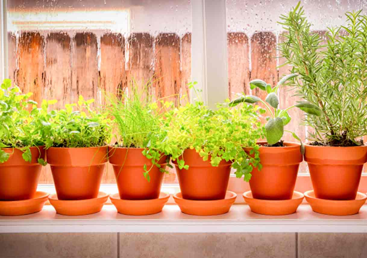 Grow Your Own Salad Edible Plants and Herbs for All Seasons Best