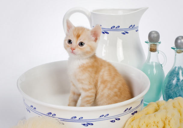 Don’t Let Things Get Hairy: Learn How to Clean Up After Your Pets