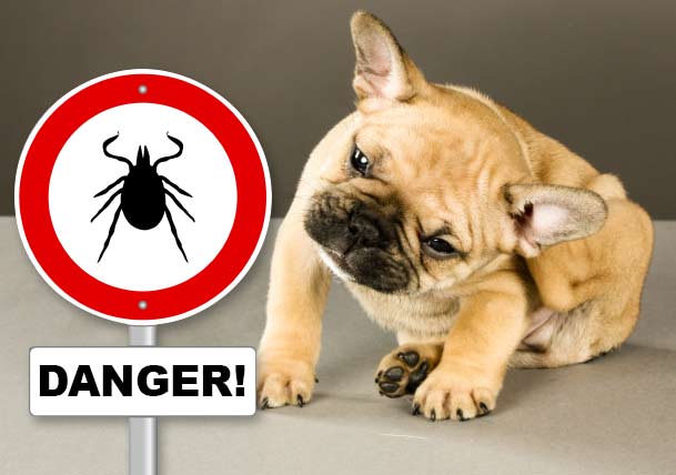 These Parasites Are Hitching Rides on Your Pets