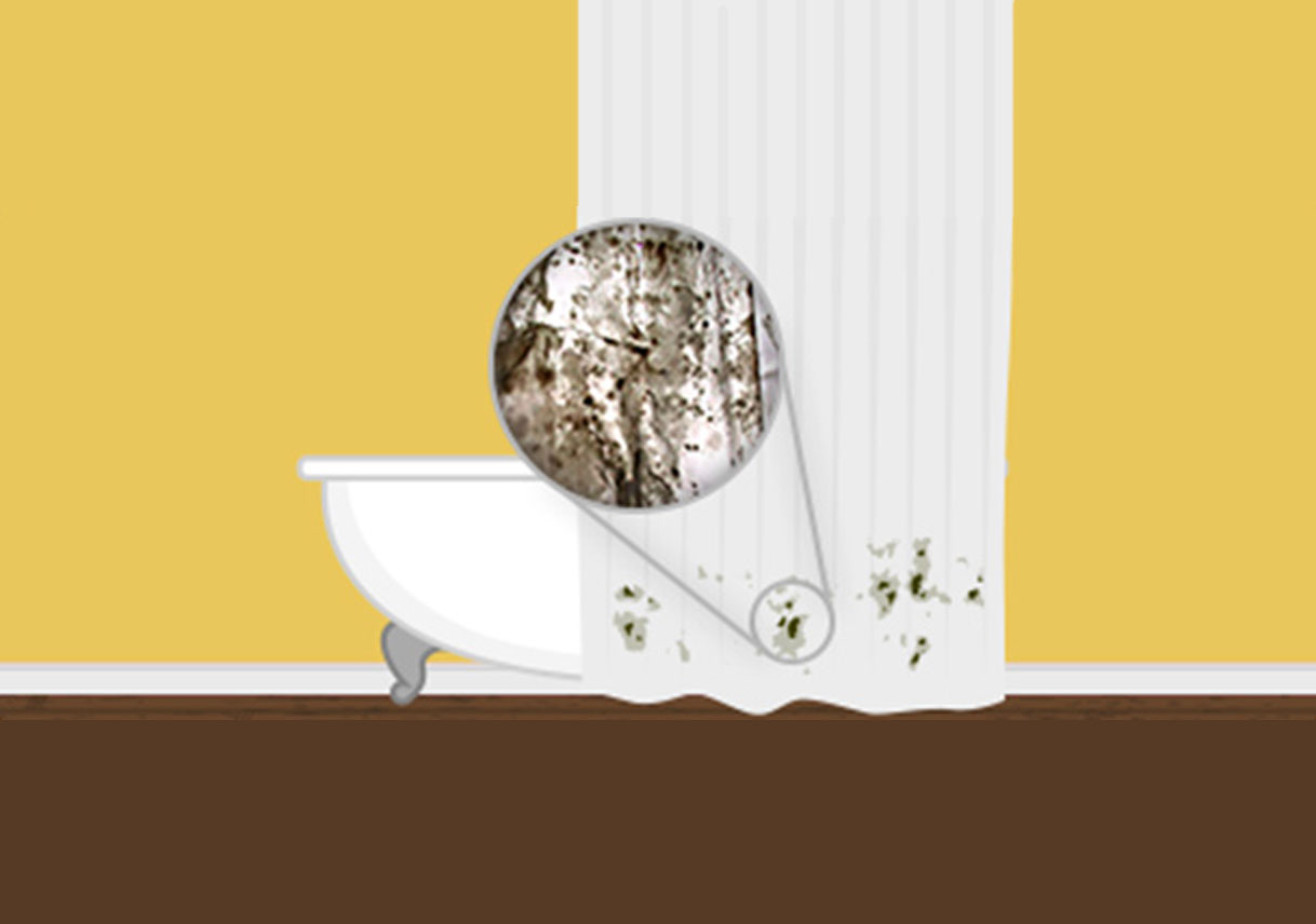 Different Types of Household Mold: Know Your Enemy!