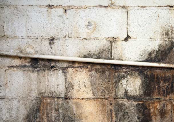 How to Prevent Mold Buildup in Your Basement