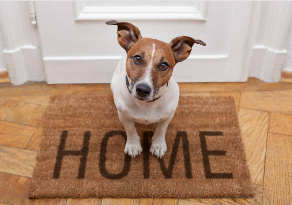 Dog Training Products to Keep the Pooch Protected