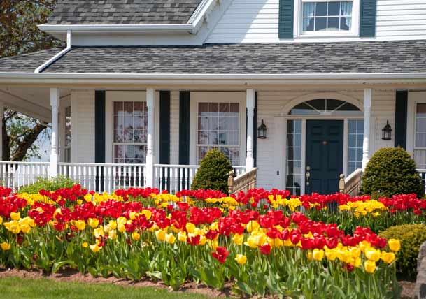 Annuals vs. Perennials: What’s Best for Your Yard?