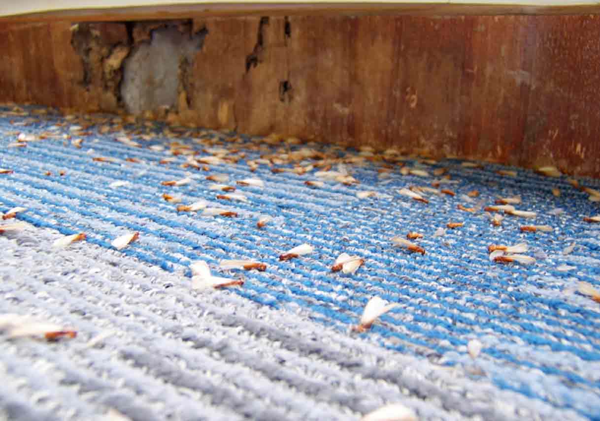 Different Kinds of Termites and the Unseen Damage They Cause (Part 1 of 2)