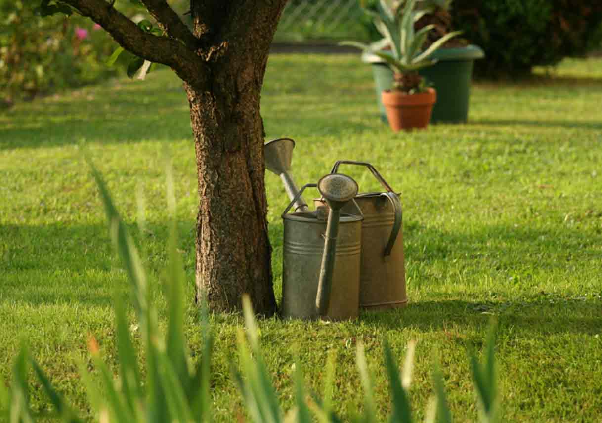 Summer Tree Watering Tips Best Pick Reports