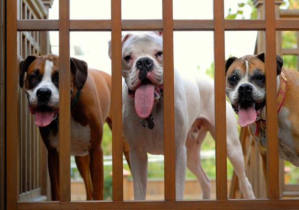 Different Types of Gates to Suit Your Fencing Needs (Part 2 of 2)