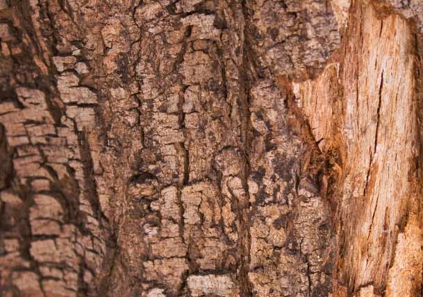 Signs You Need Professional Tree Care