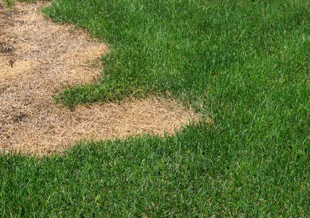 A Maryland Best Pick Weighs In on What to Do when Grass Won’t Grow